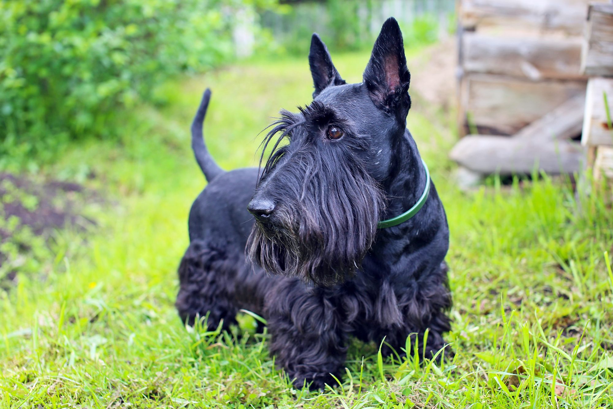 12 Must-Have Terrier Dog Breeds