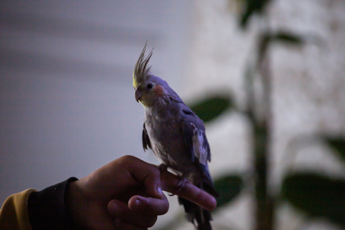 The 5 Most Easy to Pet Bird Breeds