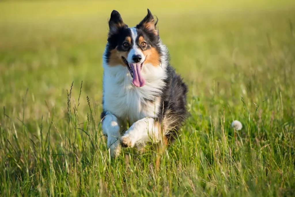 5 dogs with the longest lifespan - Fijock