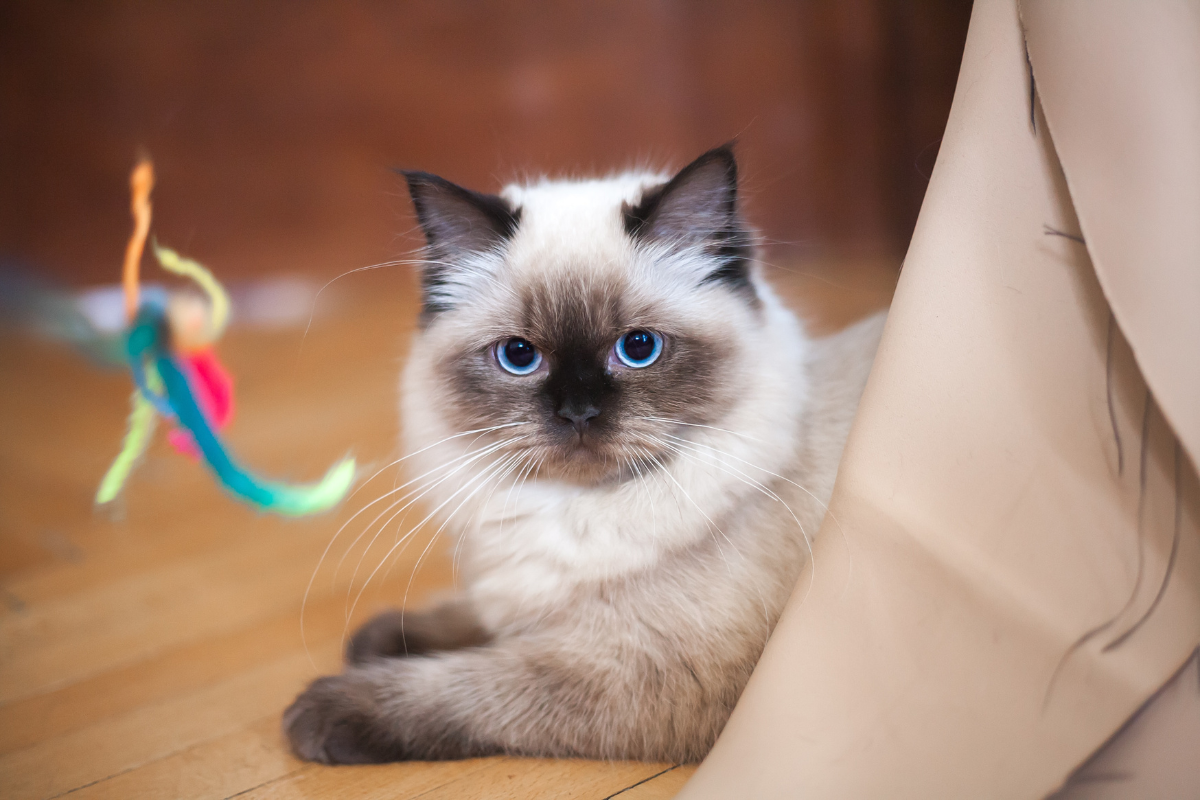 8 Most Affectionate Cat Breeds