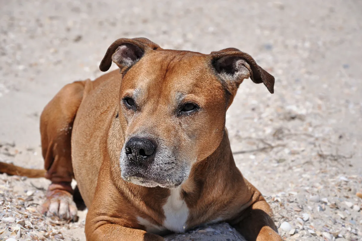 8 Pit Bull Breeds That Will Steal Your Heart - Fijock